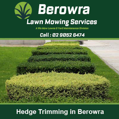 Decoratively shaped topiary hedges in Berowra