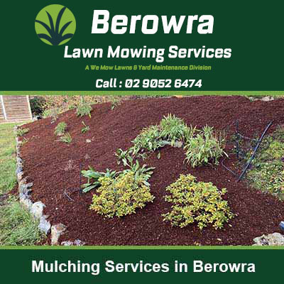 Mulch spread around small plants and shrubs in in Berowra