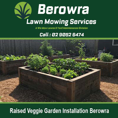 Wooden raised garden beds with thriving vegetable in Berowra
